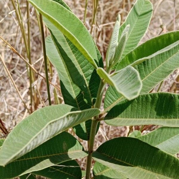 Ozoroa insignis Blad