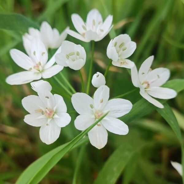 Allium neapolitanum Bloem