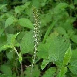 Alternanthera pungens Celota