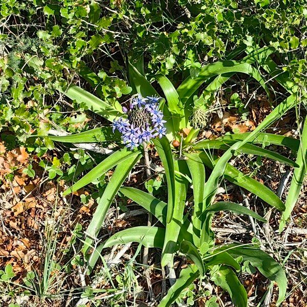 Scilla peruviana Хабит