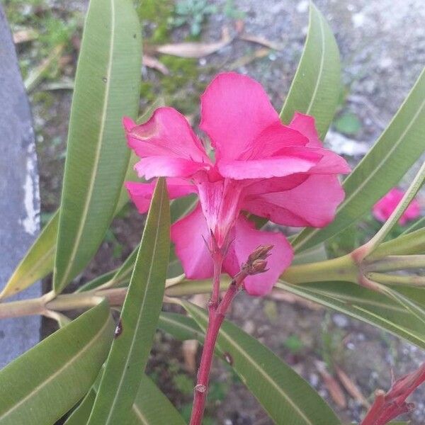 Nerium oleander Bloem