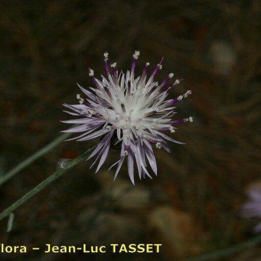 Centaurea rouyi Kvet