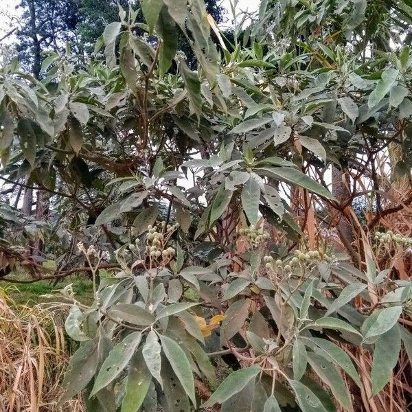 Solanum scuticum