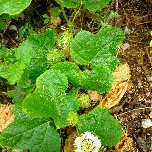 Passiflora foetida Fiore