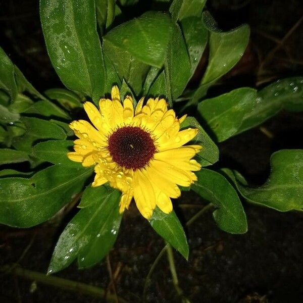 Calendula officinalis Floro