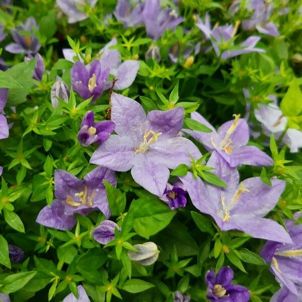 Campanula carpatica Blomma