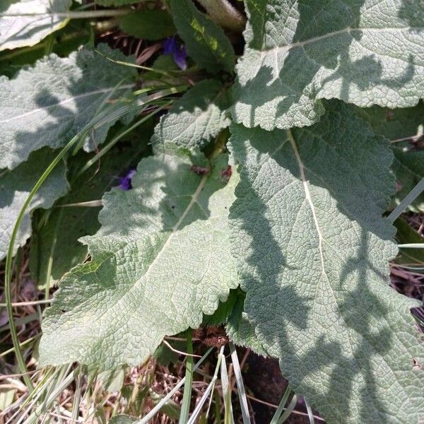 Salvia pratensis Lapas