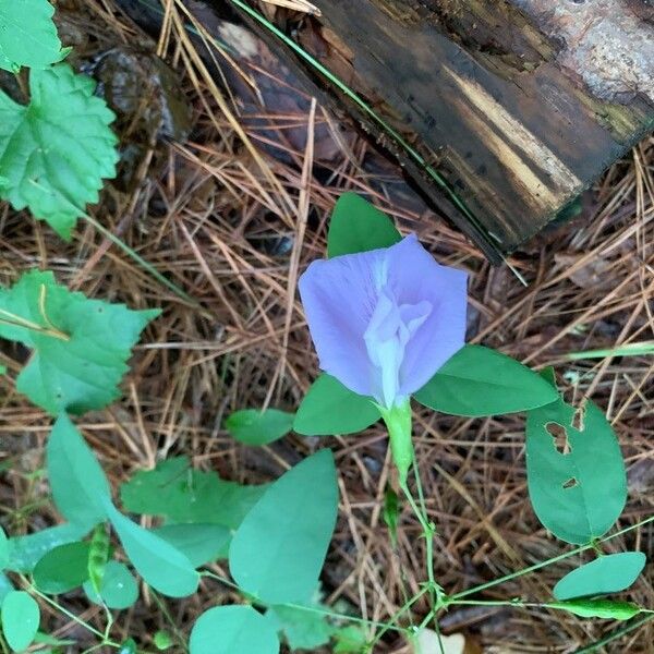 Clitoria mariana Çiçek