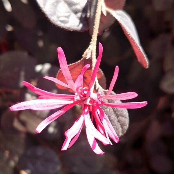 Loropetalum chinense Bloem