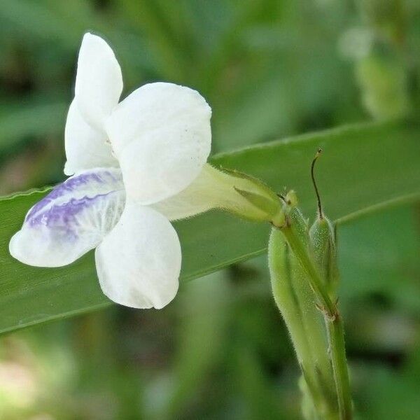 Asystasia gangetica Květ
