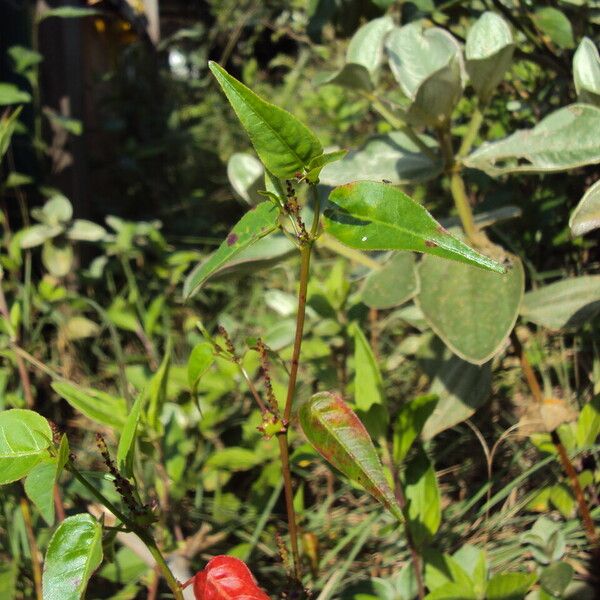 Microstachys corniculata Blatt