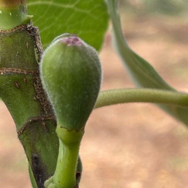 Ficus carica Vrucht