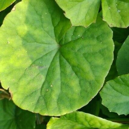 Centella asiatica Φύλλο