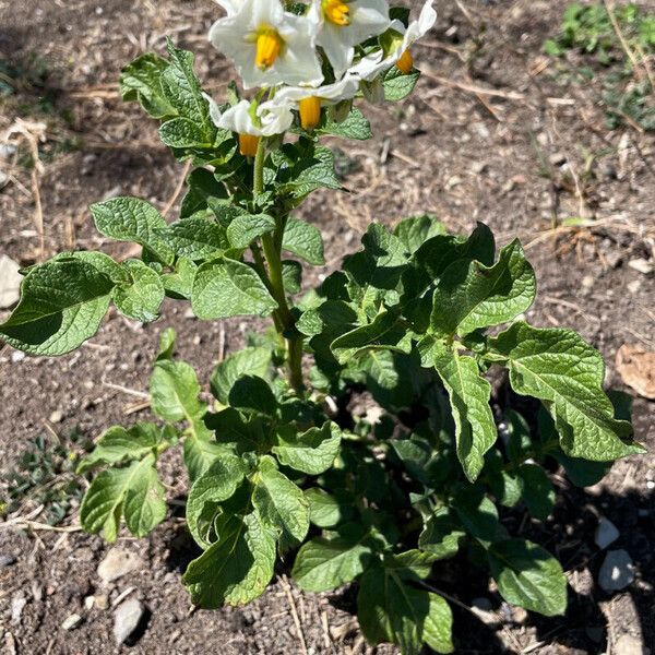 Solanum carolinense Pokrój