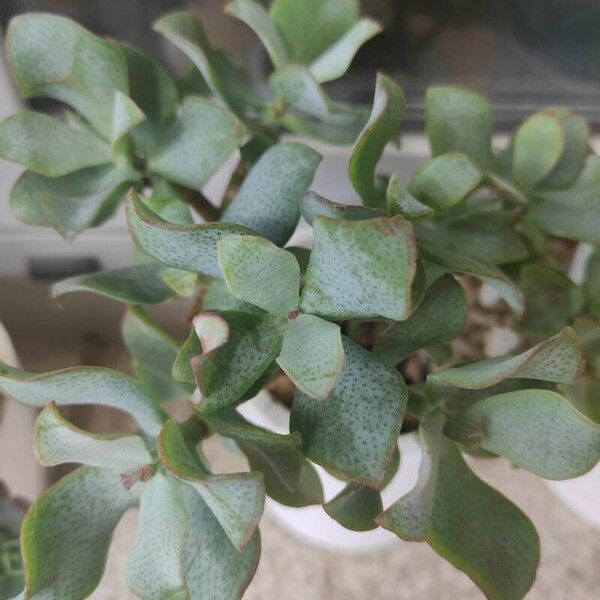 Crassula arborescens 葉