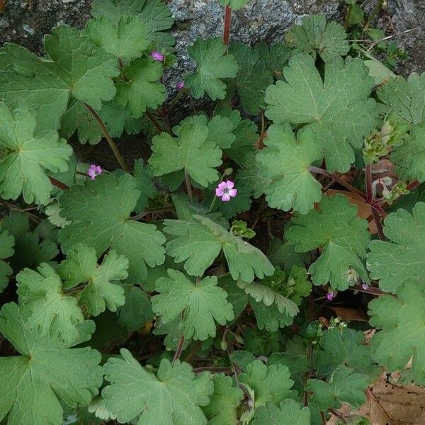 Geranium rotundifolium Лист