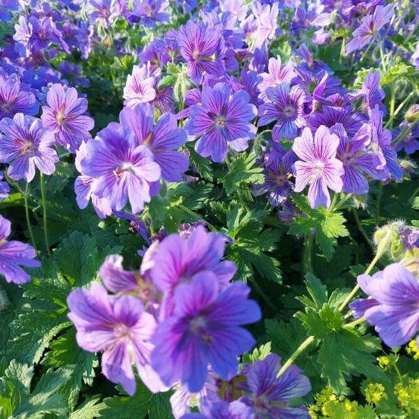 Geranium ibericum Kukka