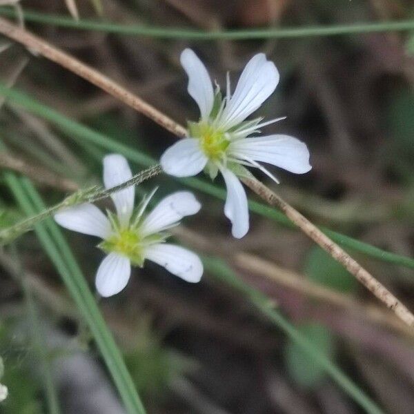 Arenaria grandiflora Žiedas