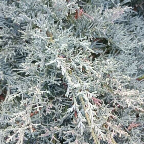 Juniperus horizontalis Feuille