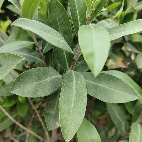 Bupleurum fruticosum Leaf