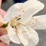 Malus spectabilis Blüte