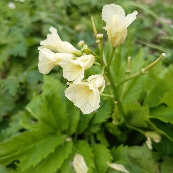 Cardamine heptaphylla Цвят