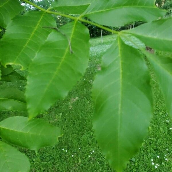 Carya illinoinensis Kita