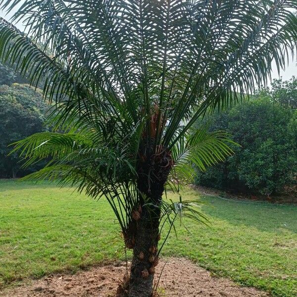 Cycas circinalis Deilen