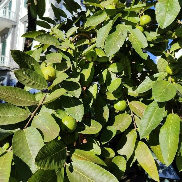 Psidium guajava Lehti