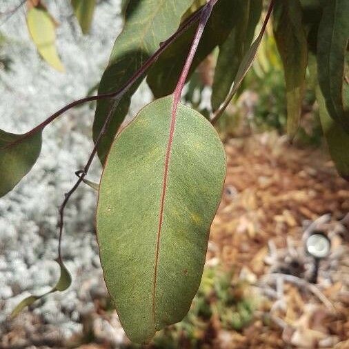 Eucalyptus caesia Leaf