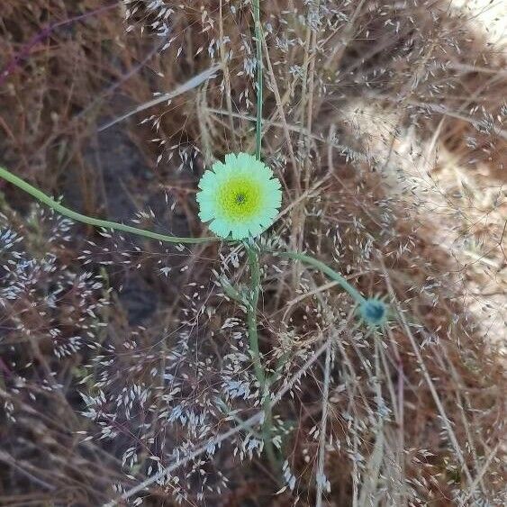 Malacothrix californica Flower