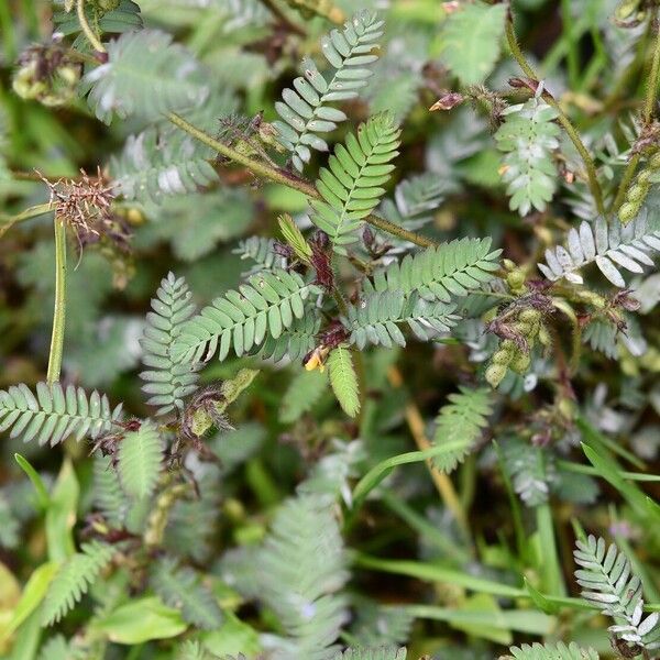 Aeschynomene villosa Habit