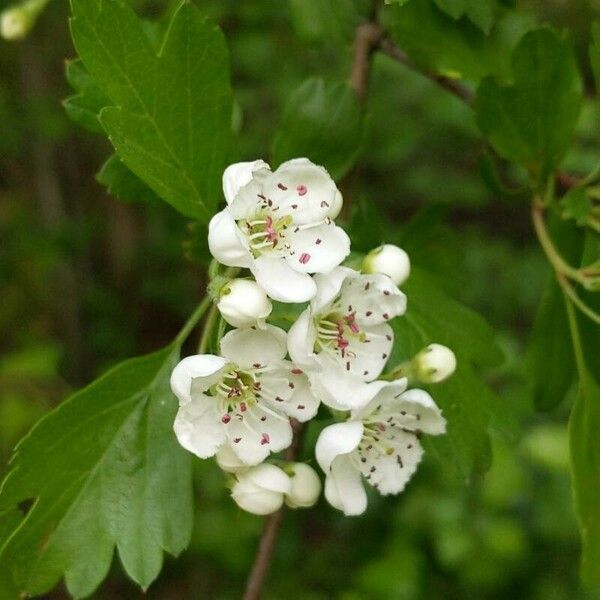 Crataegus monogyna Flower