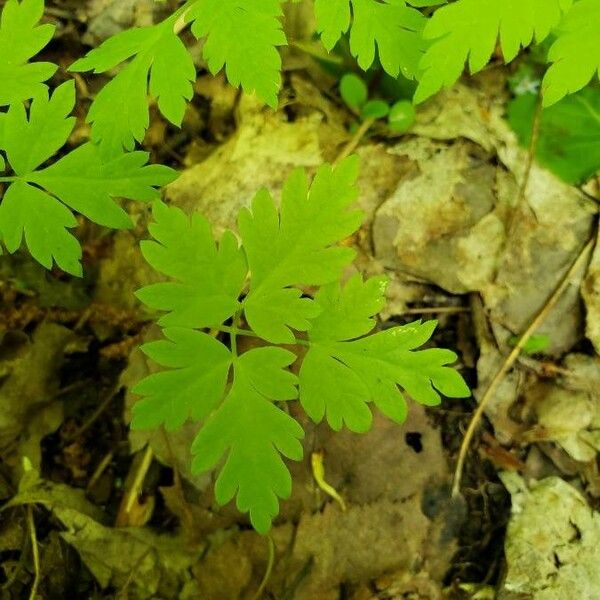 Osmorhiza longistylis Blatt