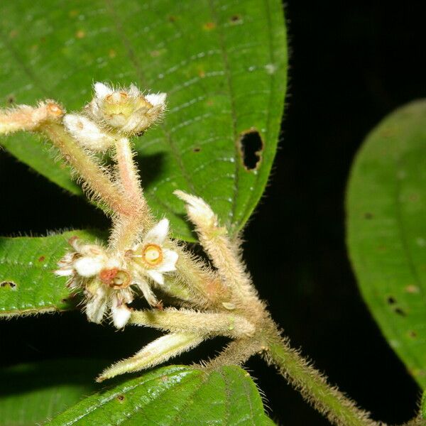 Conostegia bracteata फूल