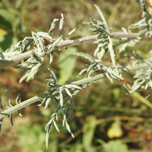 Centaurea diffusa Lehti