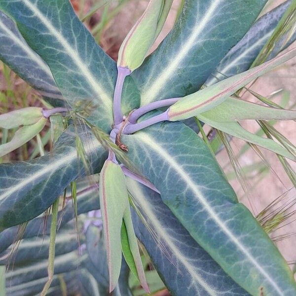 Euphorbia lathyris Virág