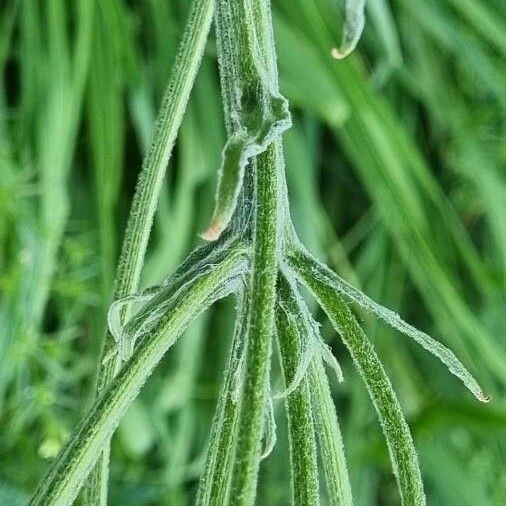 Tephroseris longifolia Outro