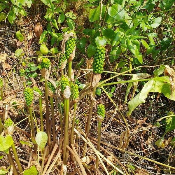 Arum pictum Cvet