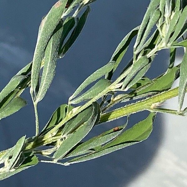 Lespedeza virginica Blad