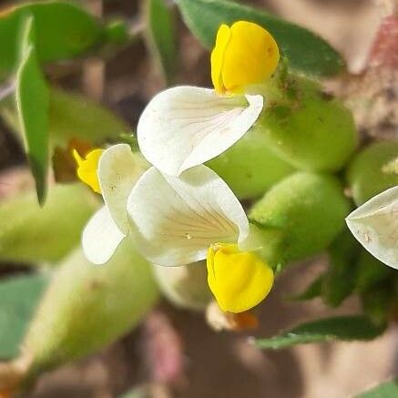 Tripodion tetraphyllum 花