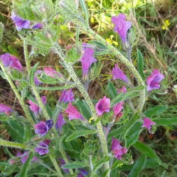 Echium vulgare Flower