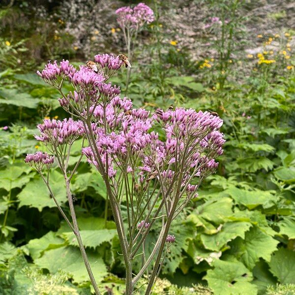 Adenostyles alliariae Flower