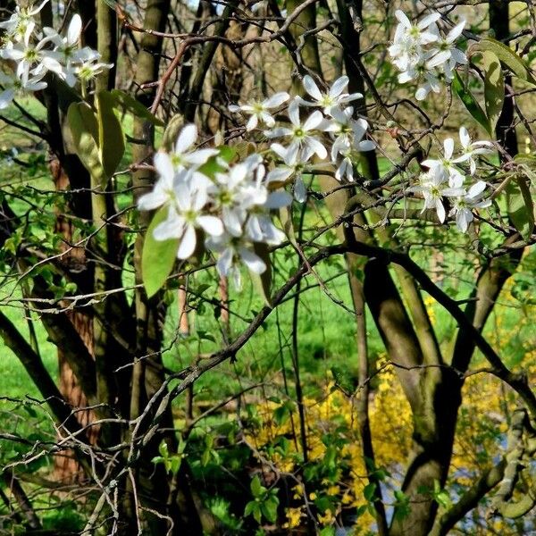 Amelanchier × lamarckii 整株植物