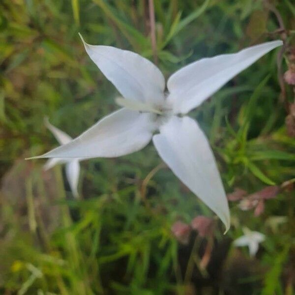 Conostomium quadrangulare പുഷ്പം