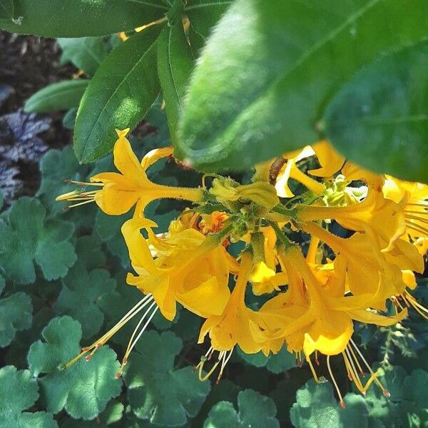 Rhododendron calendulaceum Flower