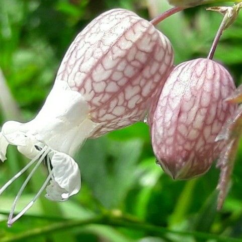 Silene vulgaris Diğer