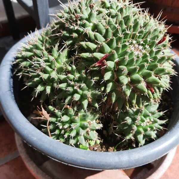 Mammillaria compressa Листок