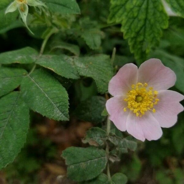 Rosa tomentosa 花