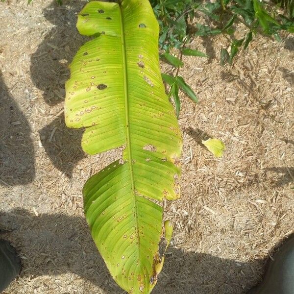 Heliconia stricta Lapas